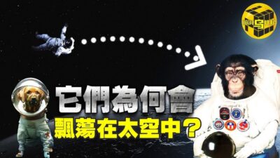 比人類更早進入太空的動物宇航員們，它們後來都怎麼樣了？[腦洞烏托邦 | 小烏 | Xiaowu]